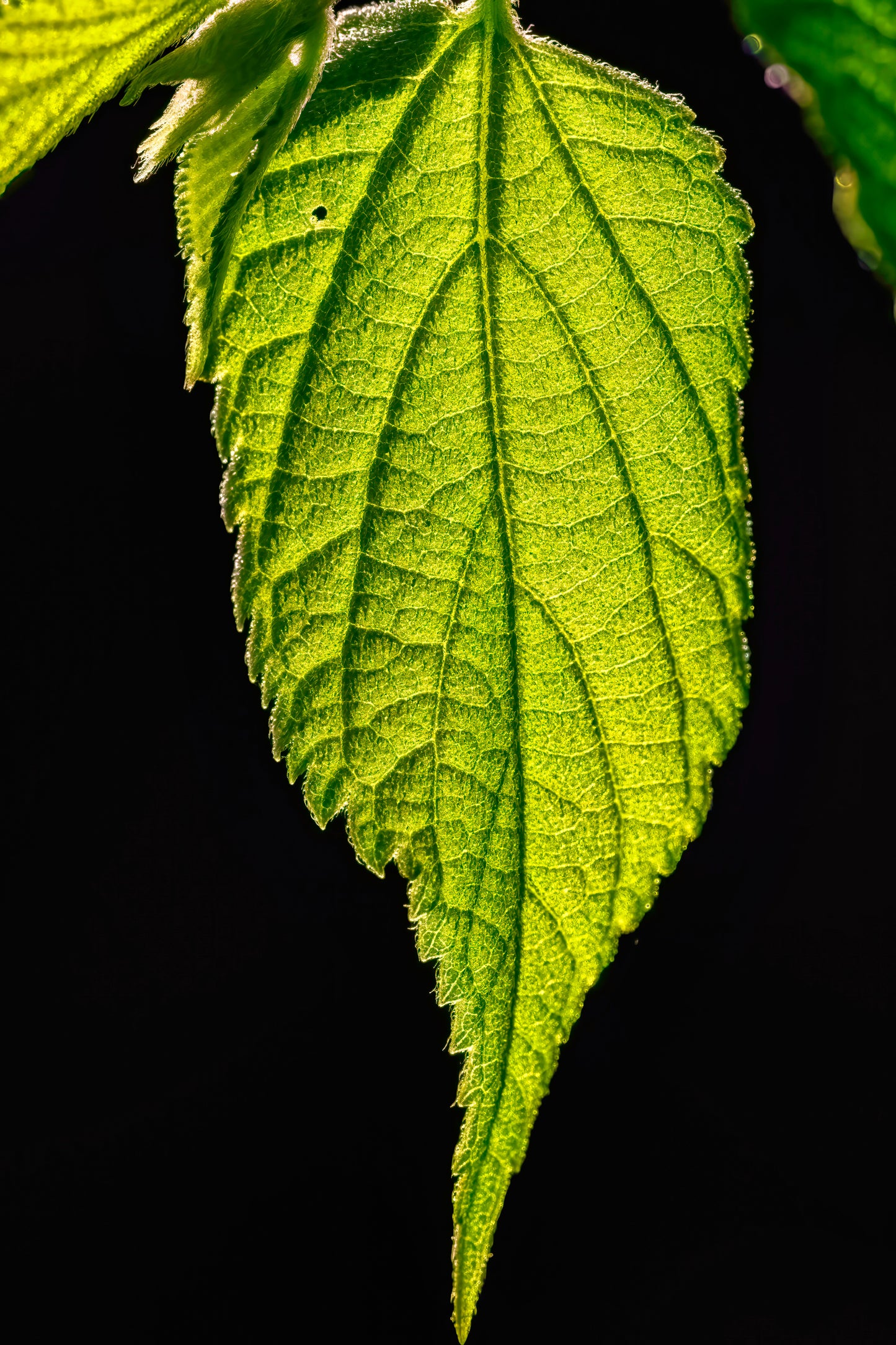 Eternal Glow