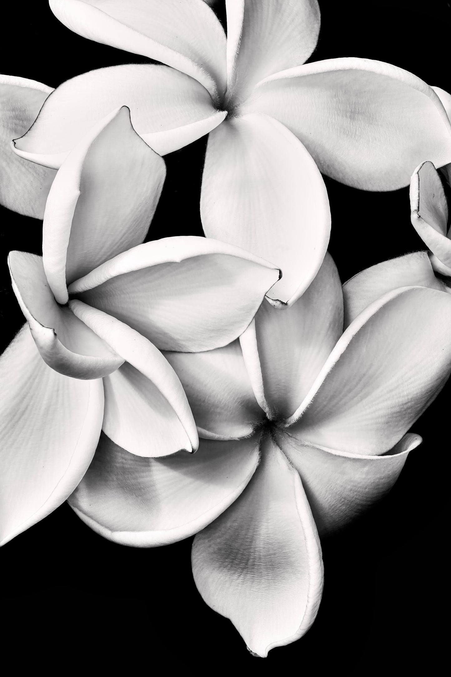 Floral Abyss