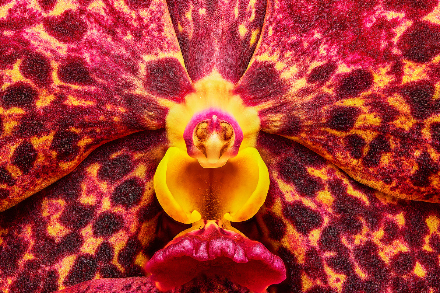 Ignis Victoriae