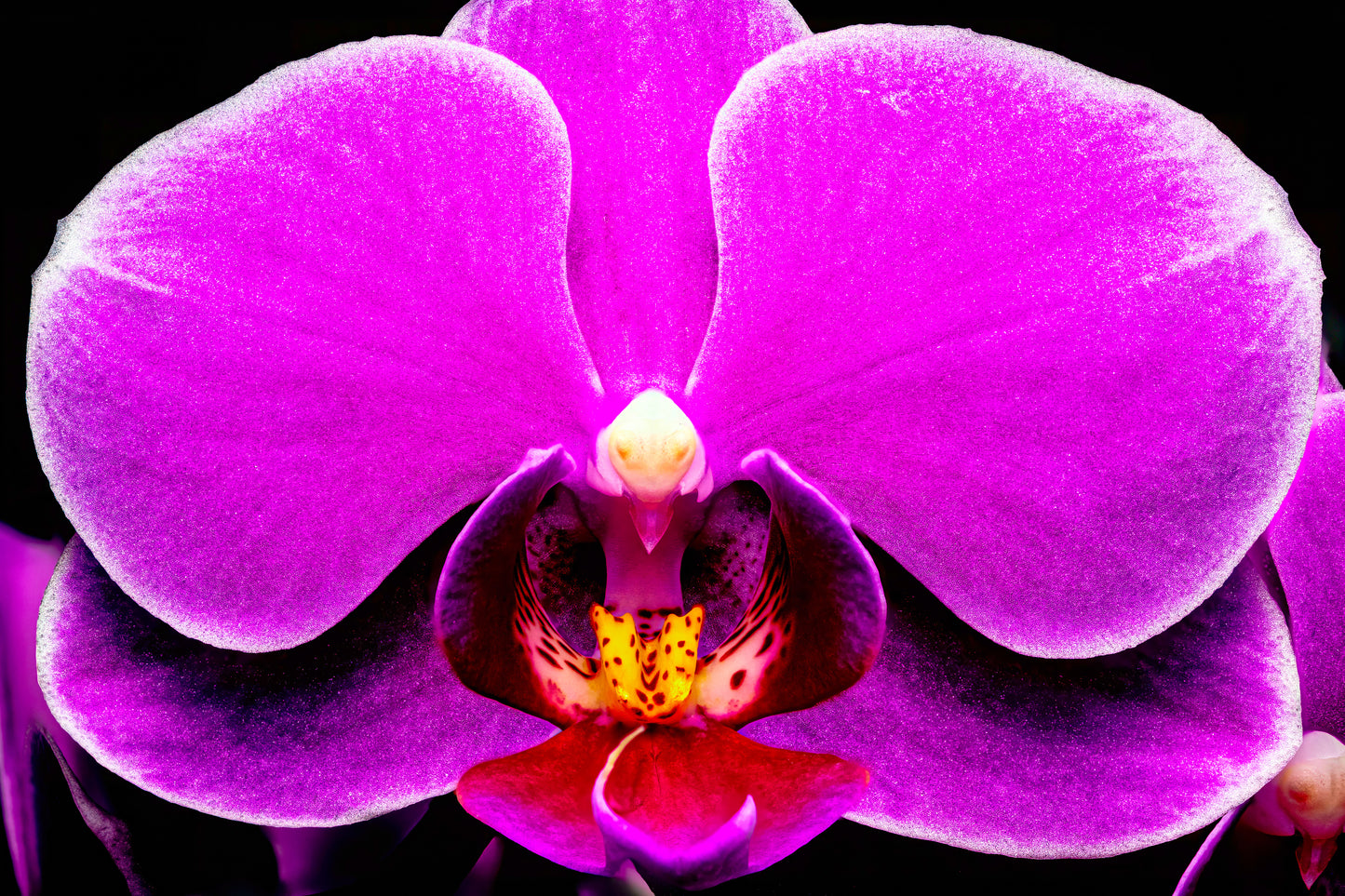Magnificence
