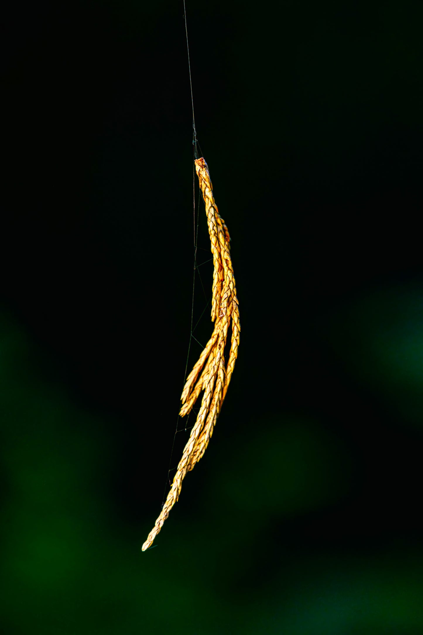 Nature’s Tether