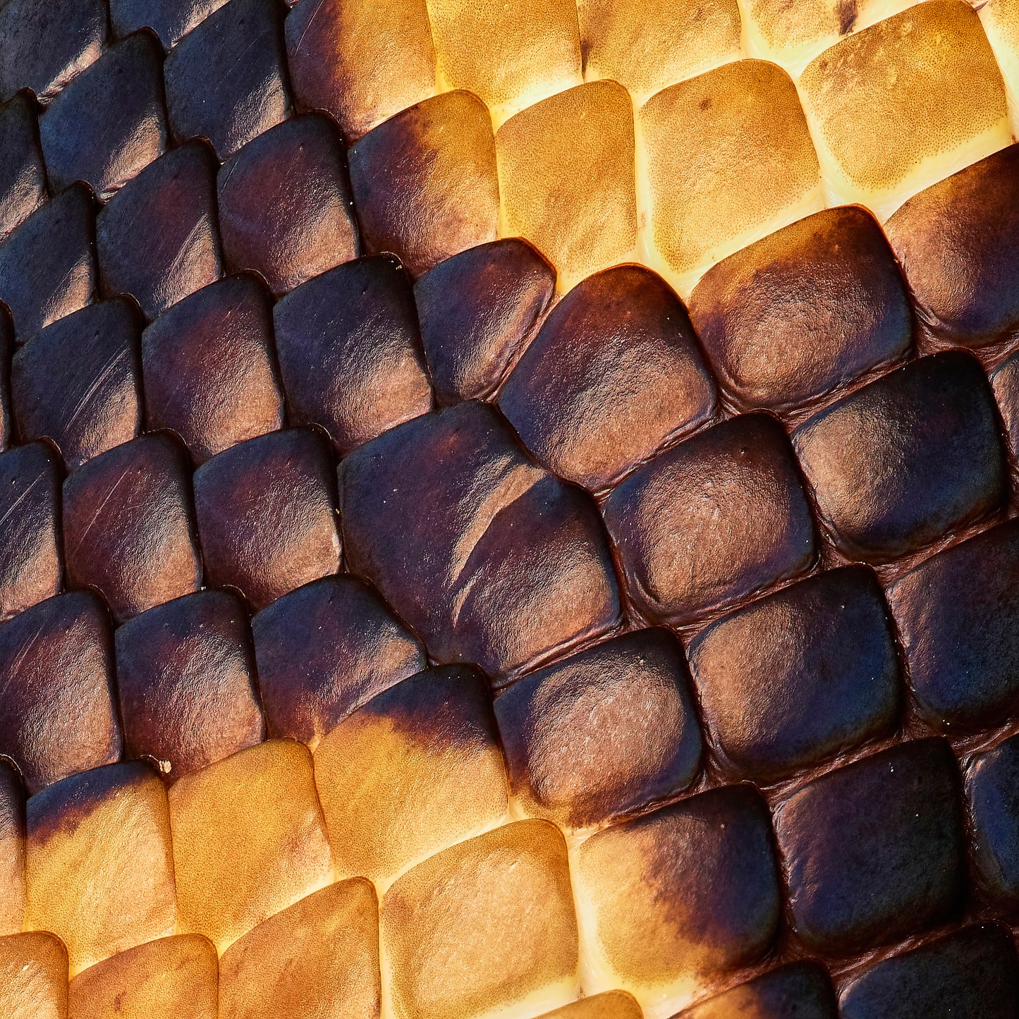 Python's Glow