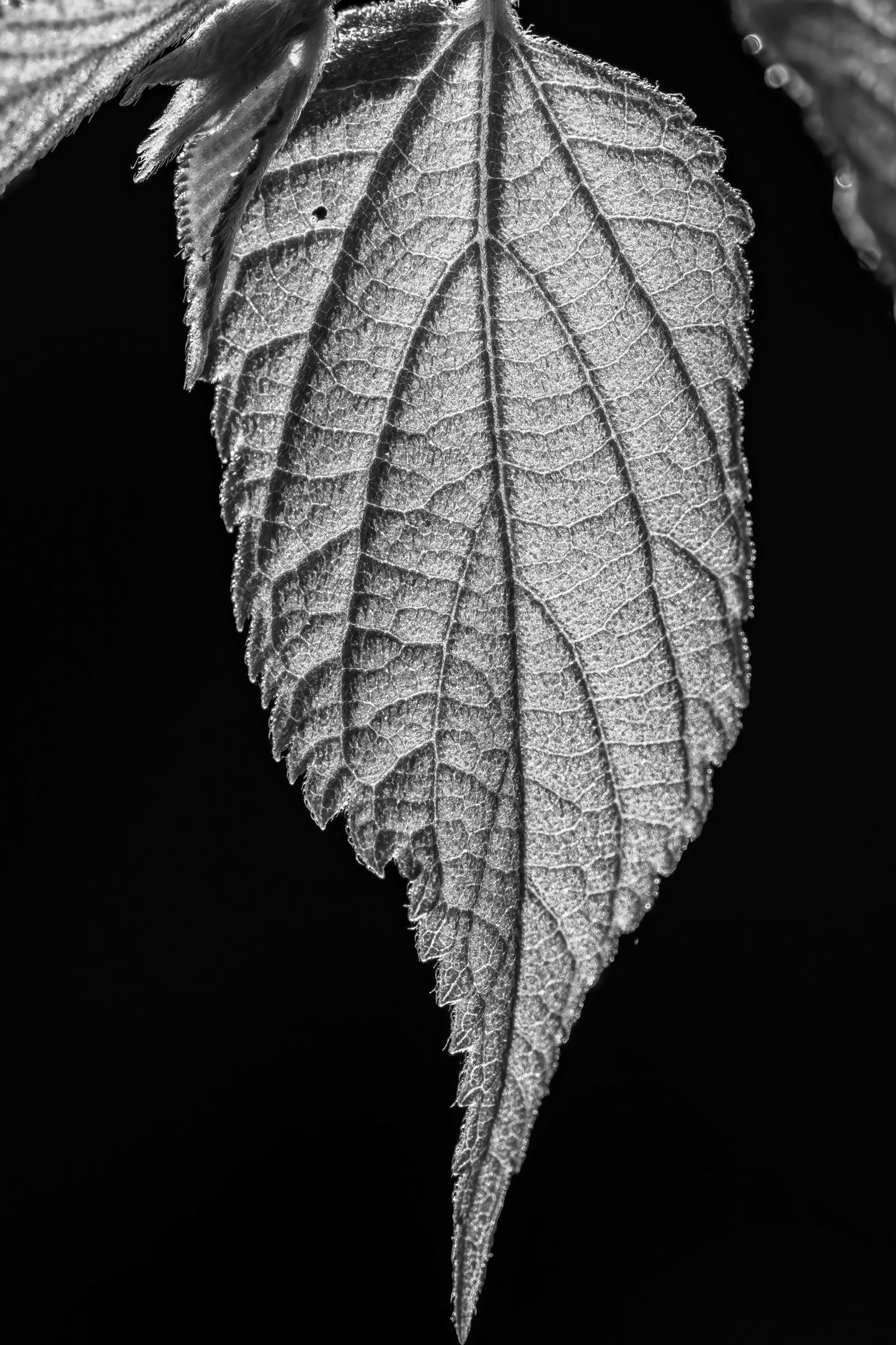 Reticulate Venation