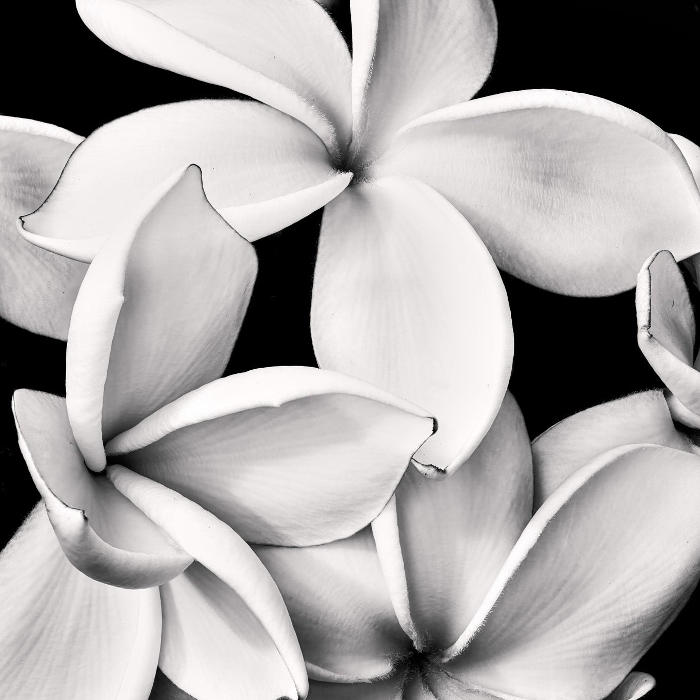 Black & White