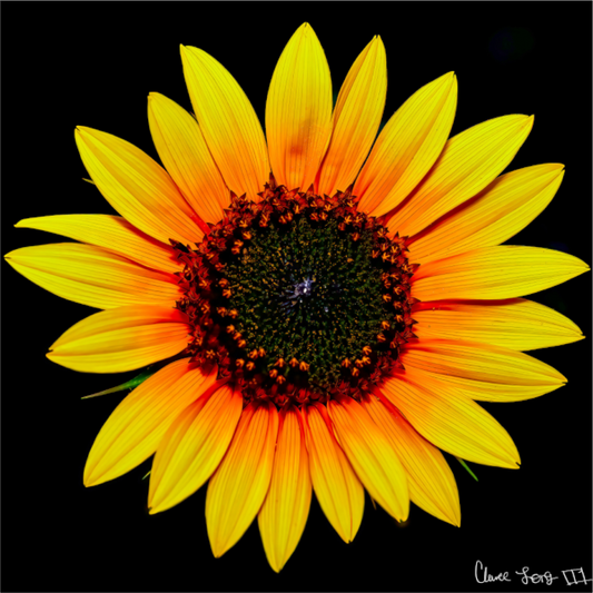 Main image Nana’s Sunflower