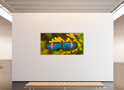 86 x 43″, Floater Frame Natural Oak Racing Stripes