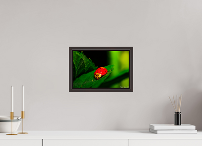 12 x 8″, Floater Frame Alder Brown Our Lady Bird