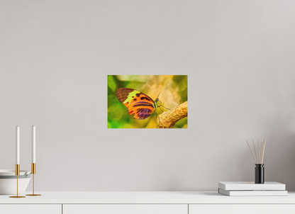 12 x 8″, Forex Flamboyance