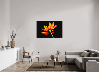 54 x 36″, Matte Metal Soaring Phoenix