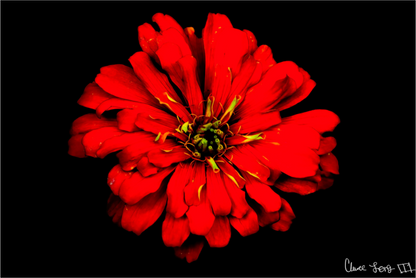 Main image Zinnia of Fire