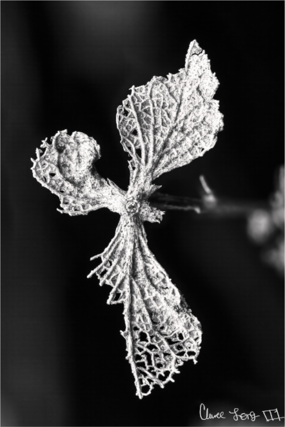 Main image Dragon’s Ascent