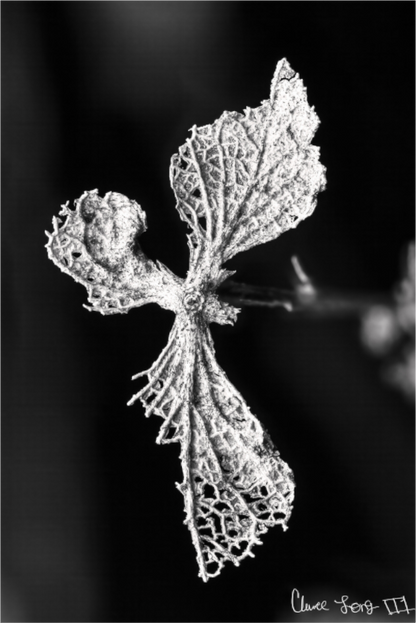 Main image Dragon’s Ascent