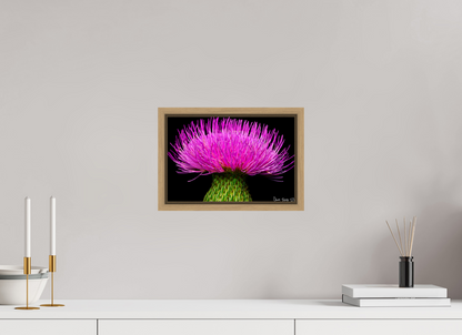 12 x 8″, Floater Frame Natural Oak Silybum