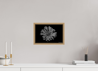 12 x 8″, Floater Frame Natural Oak Carbon Zinnia