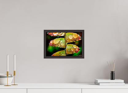 12 x 8″, Floater Frame Alder Brown Monarch’s Abundance