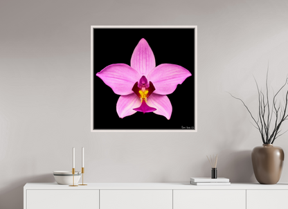 30 x 30″, Floater Frame Maple White Bubblegum Star