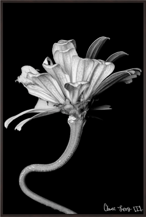 Main image Kingsnake’s Florescence