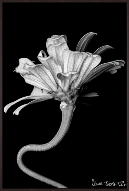 Main image Kingsnake’s Florescence