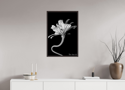 20 x 30″, Floater Frame Alder Brown Kingsnake’s Florescence