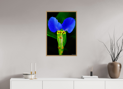 20 x 30″, Floater Frame Natural Oak Asiatic Dayflower