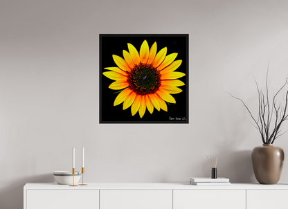 25 x 25″, Floater Frame Black Oak Nana’s Sunflower