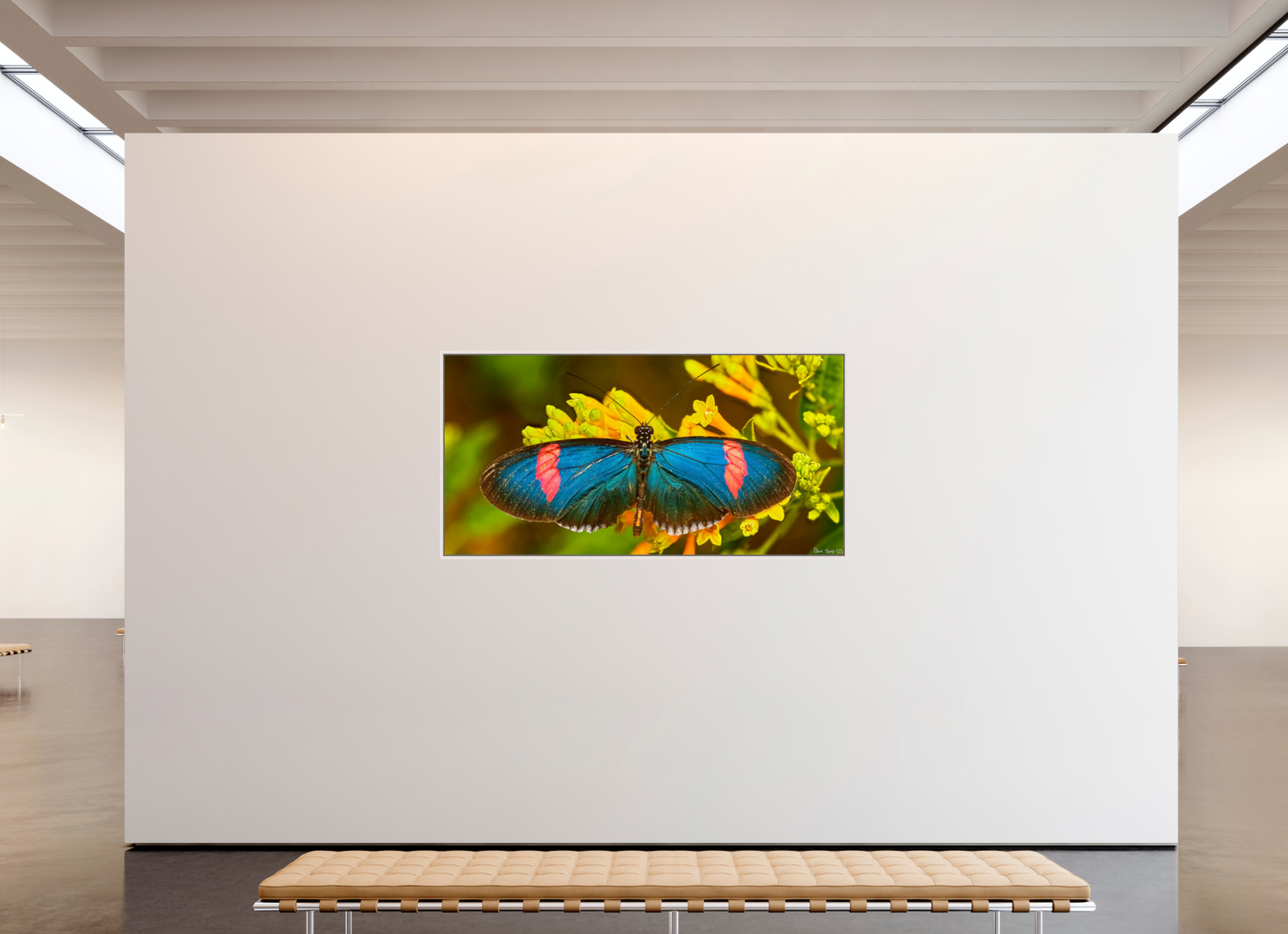78 x 39″, Floater Frame Maple White Racing Stripes