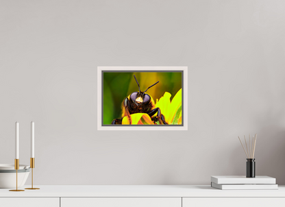 12 x 8″, Floater Frame Maple White The Curious Bumblebee