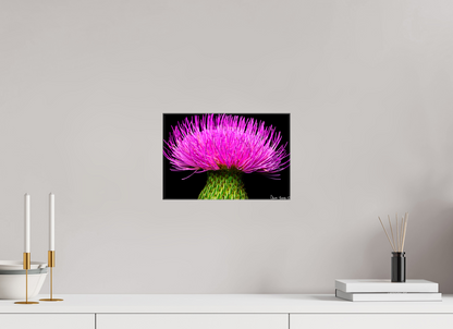12 x 8″, Glossy Canvas Silybum