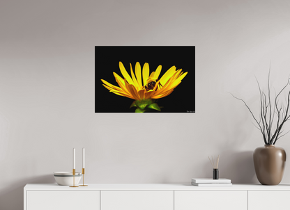 30 x 20″, Forex Sweet Dreams