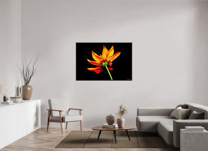 54 x 36″, Floater Frame Black Oak Soaring Phoenix