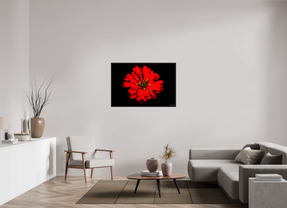 45 x 30″, Floater Frame Black Oak Zinnia of Fire