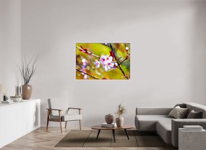 54 x 36″, Floater Frame Maple White Cherry Blossom