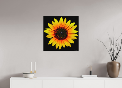 25 x 25″, Matte Metal Nana’s Sunflower