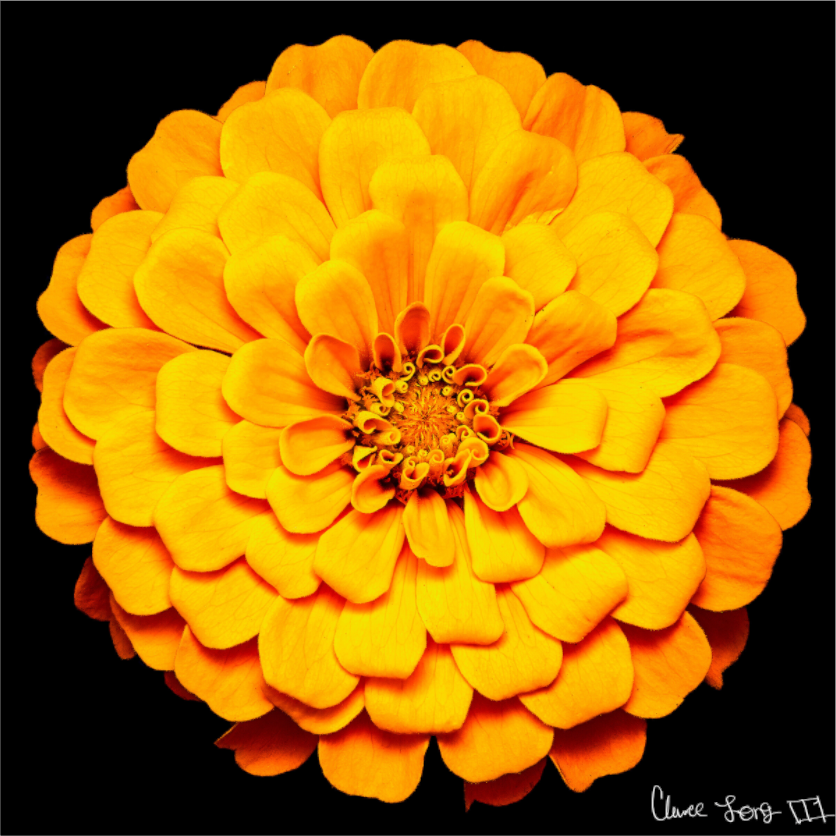 Main image Midnight Sun