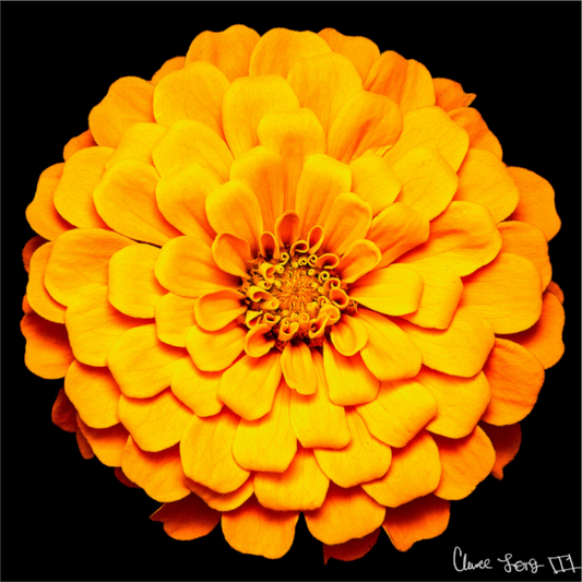 Main image Midnight Sun