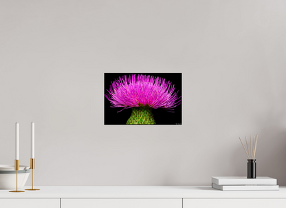12 x 8″, Glossy Metal Silybum