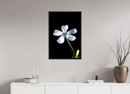 20 x 30″, Floater Frame Black Oak Silver Petals