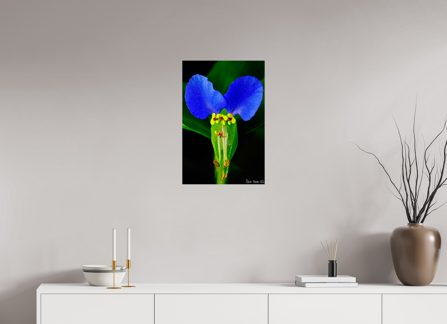 16 x 24″, Glossy Metal Asiatic Dayflower