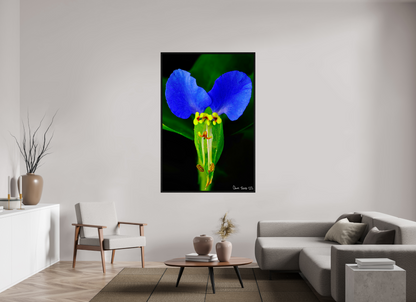 44 x 66″, Floater Frame Black Oak Asiatic Dayflower