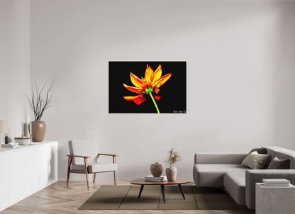 54 x 36″, Matte Canvas Soaring Phoenix