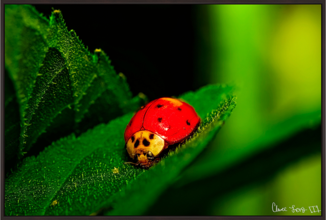 Main image Our Lady Bird