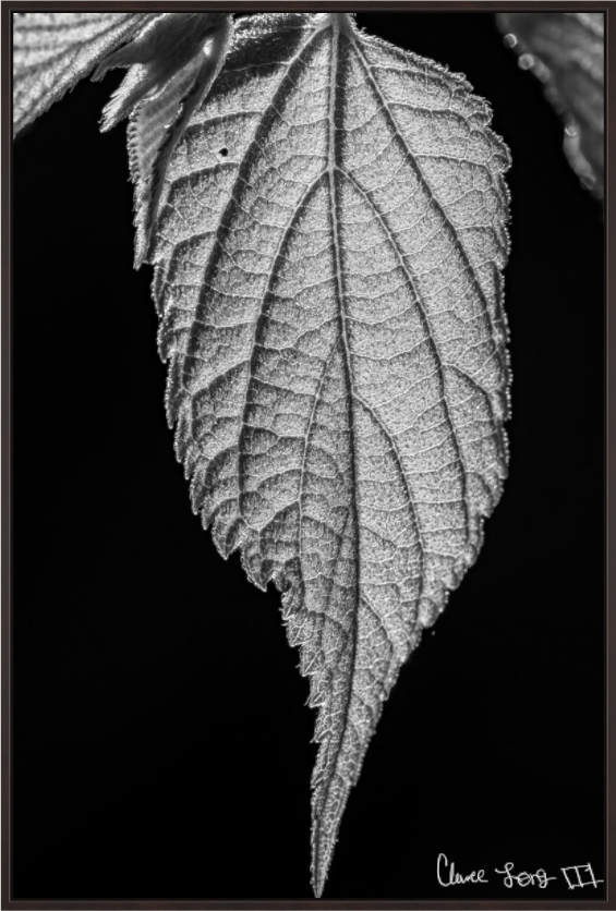 Main image Reticulate Venation