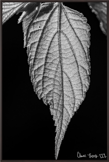 Main image Reticulate Venation