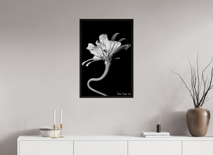 20 x 30″, Floater Frame Black Oak Kingsnake’s Florescence