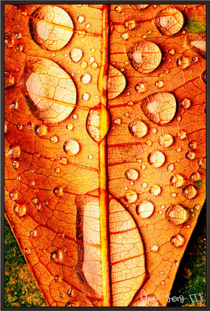 Main image Transparency