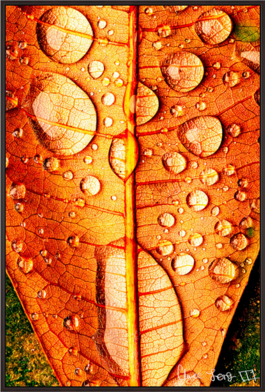 Main image Transparency