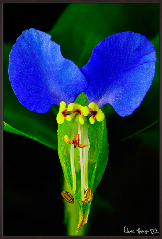 Main image Asiatic Dayflower