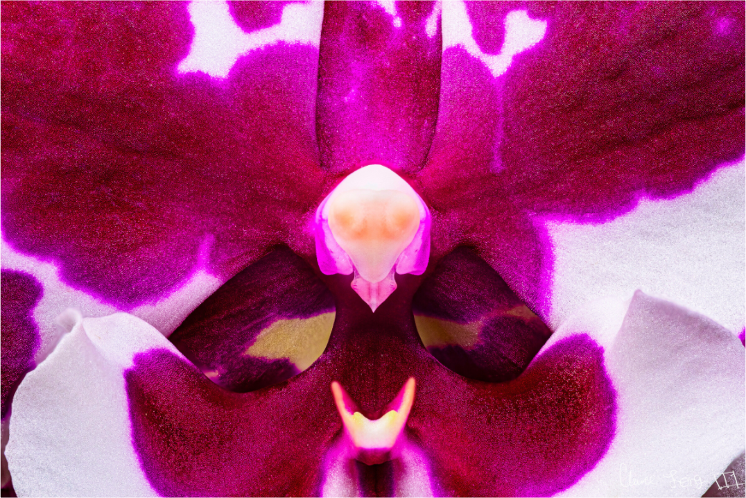 Main image Droid Orchid