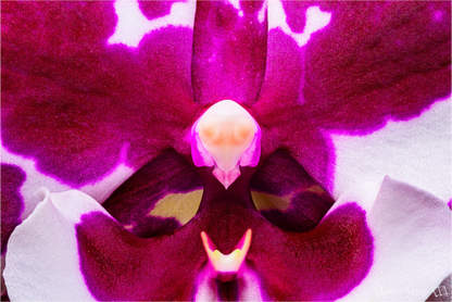 Main image Droid Orchid