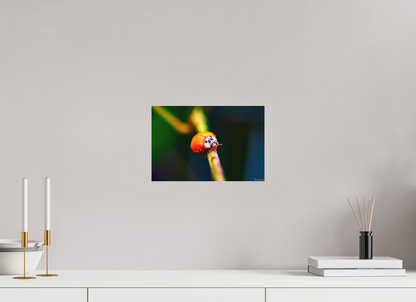 12 x 8″, Forex Dew-Kissed Ladybug